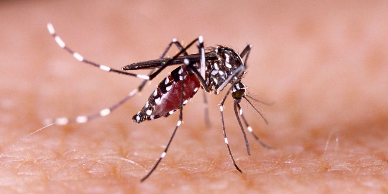 Quais são as doenças transmitidas pelo Aedes aegypti?