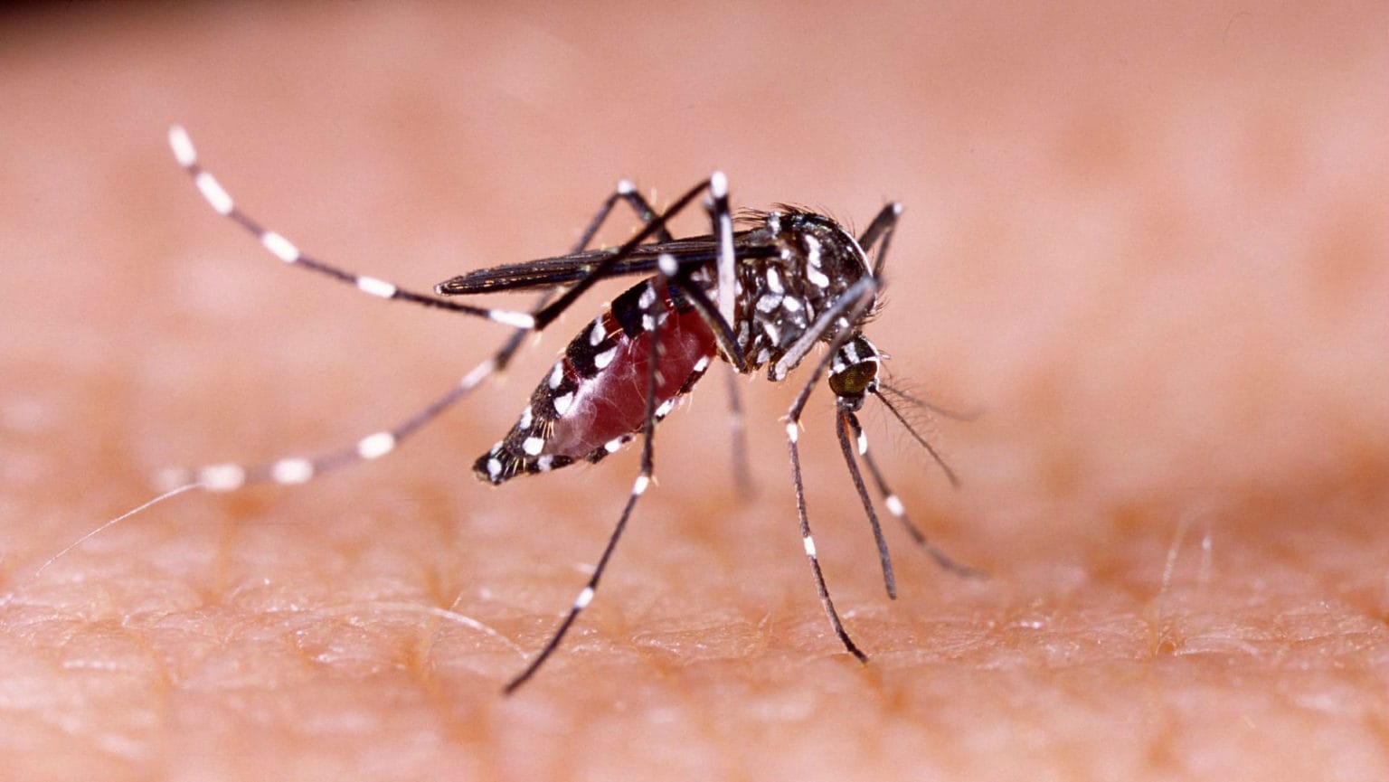Quais são as doenças transmitidas pelo Aedes aegypti?