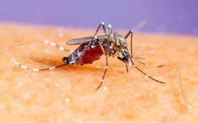 Guia completo: tudo o que você precisa saber sobre a febre amarela